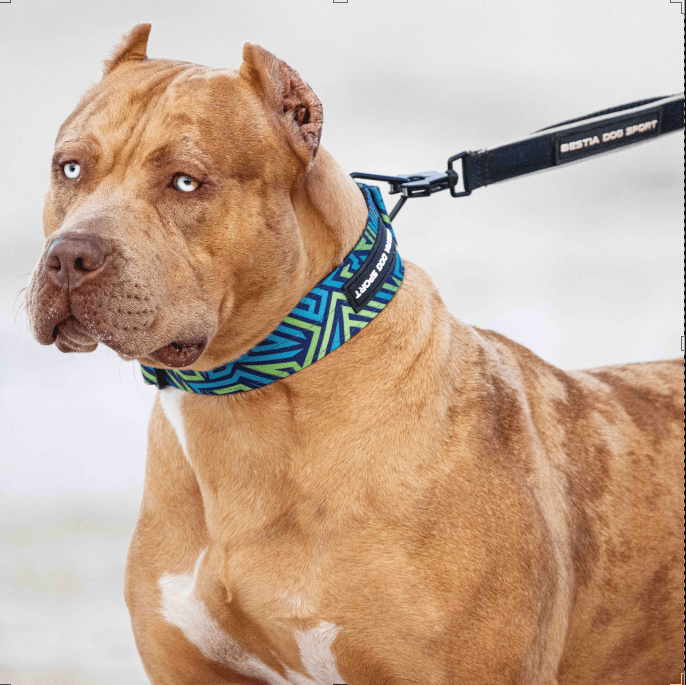 Blog Post - Canyon Pet Supplies