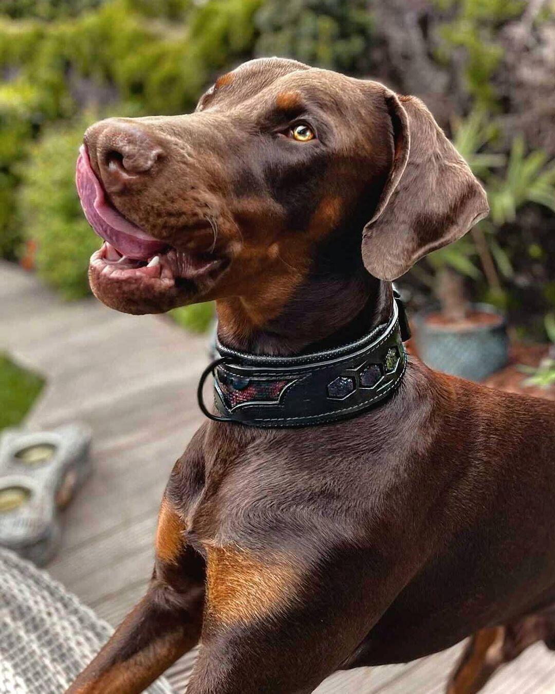 ''BATMAN'' collar - Canyon Pet Supplies'
