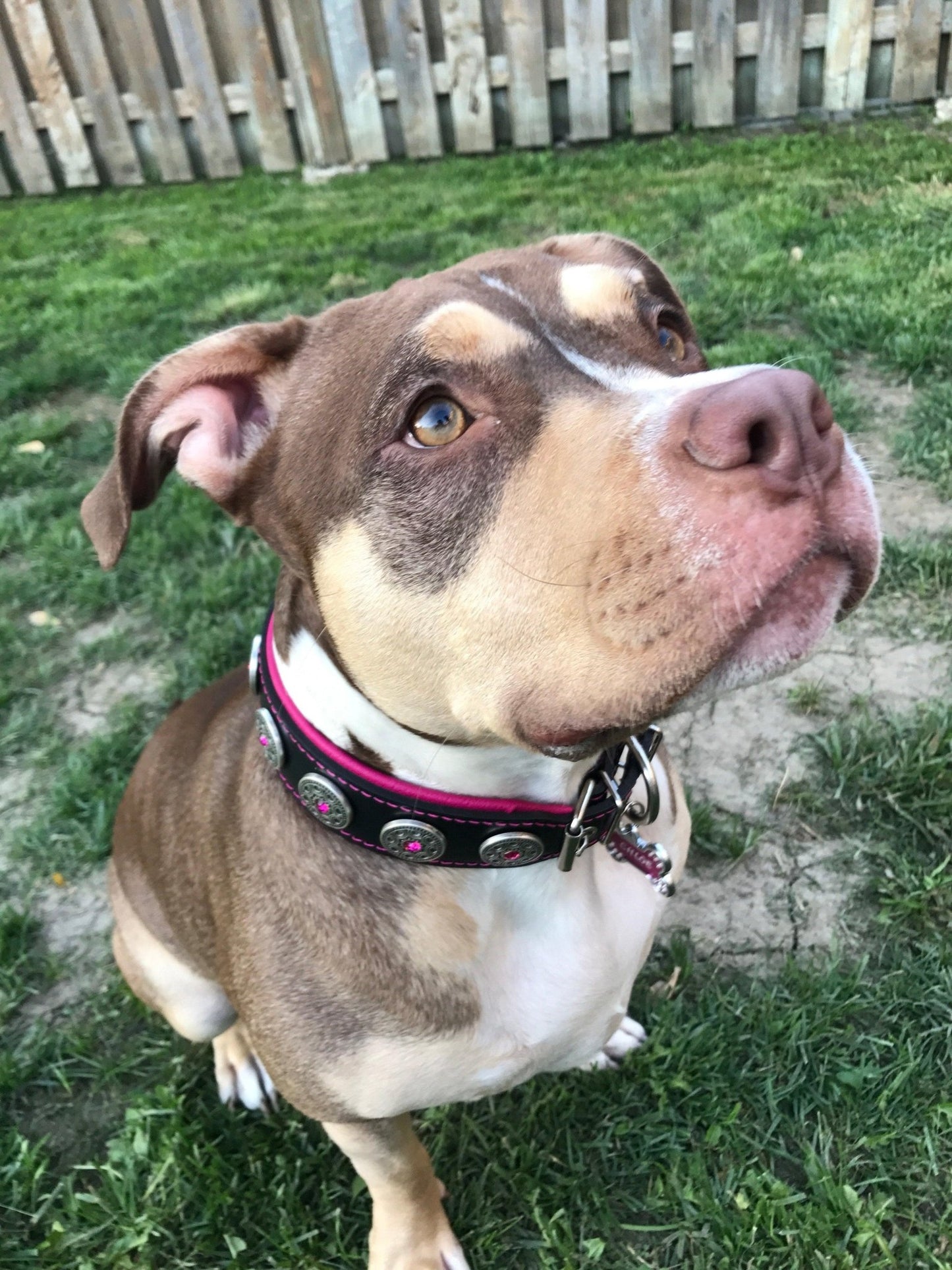 "Bijou" collar black & pink - Canyon Pet Supplies
