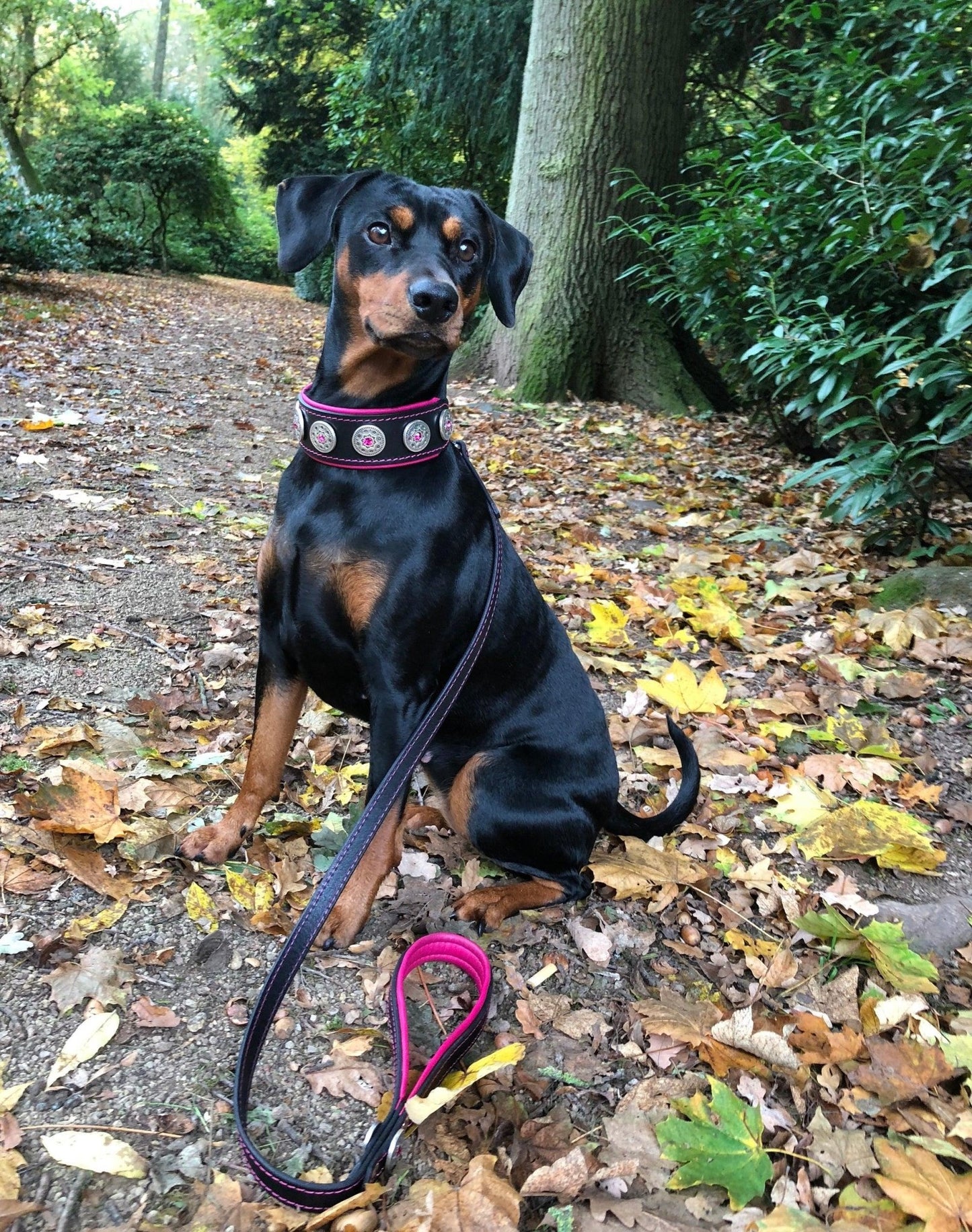 "Bijou" collar black & pink - Canyon Pet Supplies