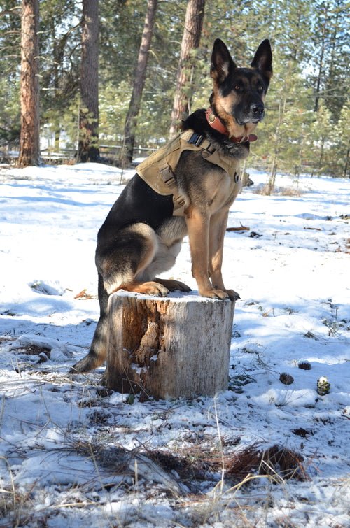 Military Dog Tactical Harness, Collar, and Leash Gear (Complete Set) - Canyon Pet Supplies'