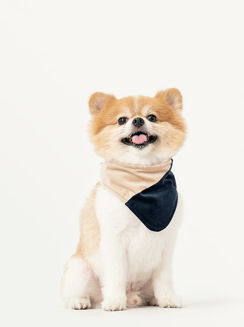 2 in 1 BANDANA - Beige/Blue - Canyon Pet Supplies'