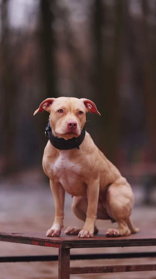''BATMAN'' collar - Canyon Pet Supplies'
