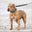 canyonpetsupplies.com favicon