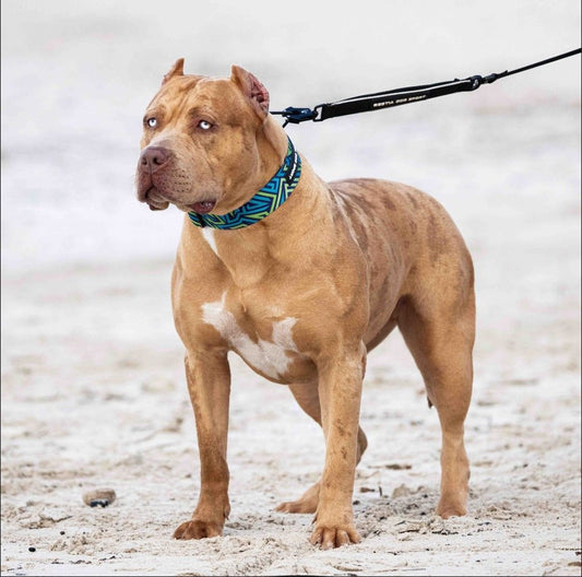 Bestia Dog Sport GripPro Print Collar - Blue&Green - Canyon Pet Supplies
