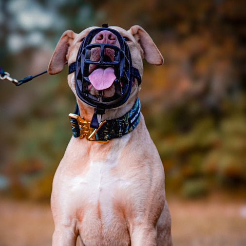 Bestia Dog Sport GripPro Print Collar - Gold - Canyon Pet Supplies