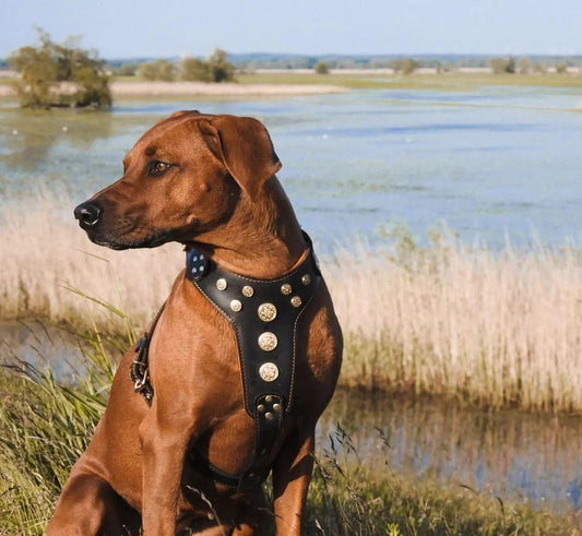 ''Bijou'' harness Black & Orange for big dogs - Canyon Pet Supplies