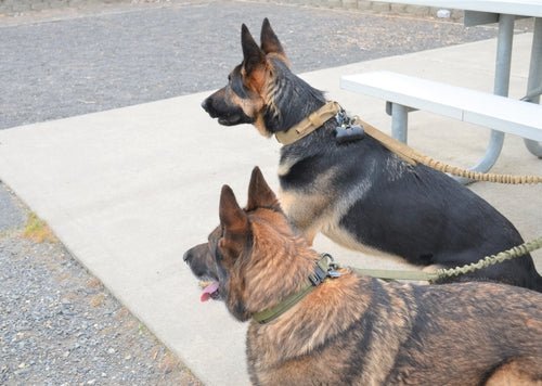 Military Dog Tactical Harness, Collar, and Leash Gear (Complete Set) - Canyon Pet Supplies'