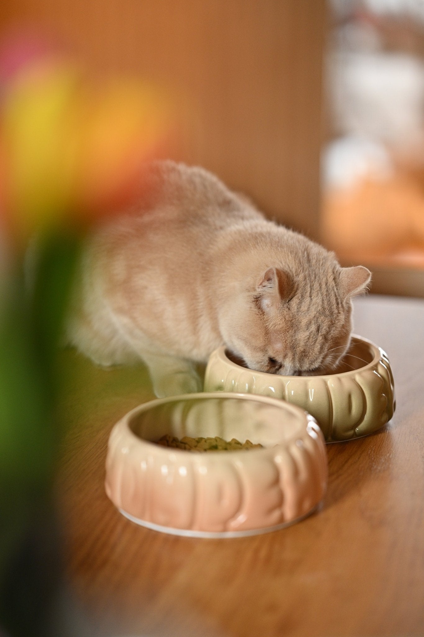 Puff Pet Bowl - Gradient Caramel - Canyon Pet Supplies'