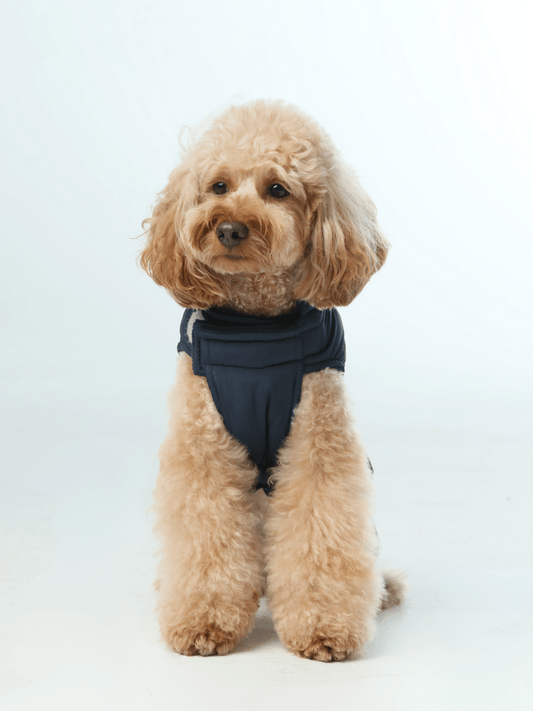 Reversible Dog Vest Jacket - Blue - Canyon Pet Supplies'